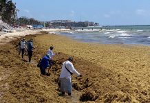 Sheinbaum alista estrategia integral contra el sargazo; supervisará acciones en Quintana Roo este fin de semana