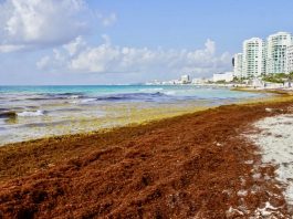 Sheinbaum cambia estrategia contra el sargazo: invertirá 2 mil millones para capturarlo en el mar