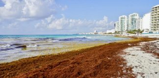 Sheinbaum cambia estrategia contra el sargazo: invertirá 2 mil millones para capturarlo en el mar