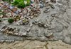 Himalaya enfrenta nueva amenaza de inundaciones mientras casi mil personas siguen desaparecidas