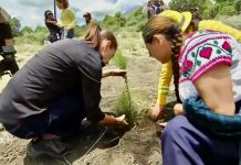 Sheinbaum decreta Jornada Nacional de Reforestación cada segundo domingo de agosto