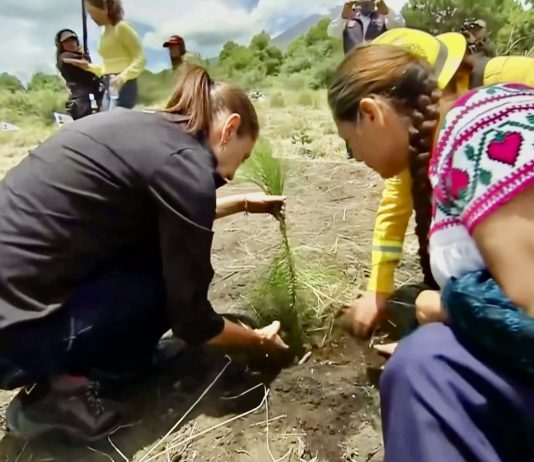 Sheinbaum decreta Jornada Nacional de Reforestación cada segundo domingo de agosto