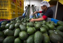 EEUU suspende embarques de aguacate de Michoacán por amenaza de seguridad; se paralizan inspecciones del USDA
