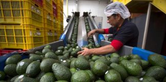 EEUU suspende embarques de aguacate de Michoacán por amenaza de seguridad; se paralizan inspecciones del USDA