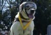 El legado de Frida sigue en los binomios caninos del Plan Marina