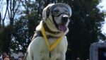 El legado de Frida sigue en los binomios caninos del Plan Marina